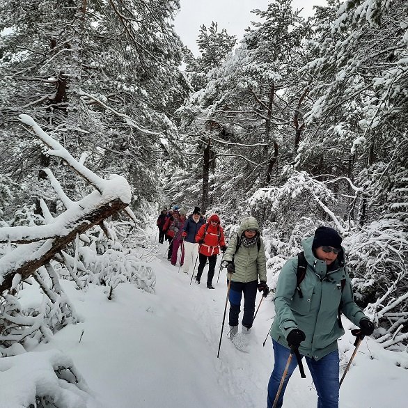 Wandelaars onder besneeuwde bomen